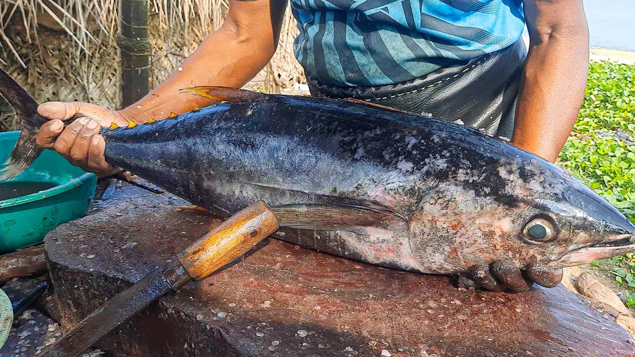 Tuna Fish Cutting Giant Bluefin Tuna Fish Fillet by Knife। Difficult to