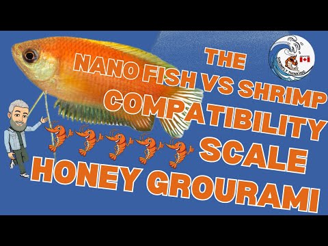 Will Honey Gourami Eat Shrimp