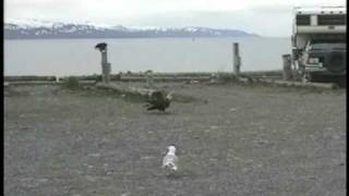The Eagle Lady of Homer, Alaska