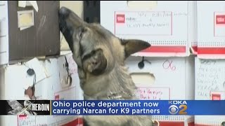 Some Police K-9 Handlers Stocking Narcan As Precaution