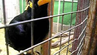 Mynah bird