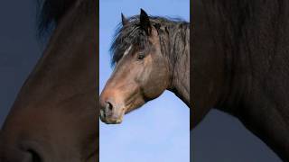 Découverte Le Cheval Franches Montagnes