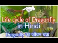 Life cycle of Dragonfly in Hindi// ड्रैगनफ्लाई के जीवन चक्र की कहानी