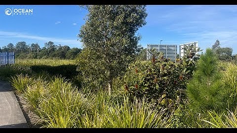 Inspection of Filterra bioretention at Baringa, QLD