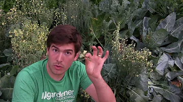 Is Blue Fortune agastache edible?