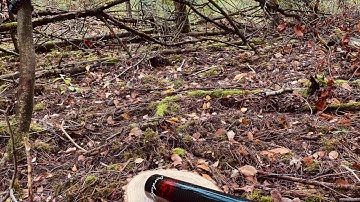 Airdidge key C in the forest