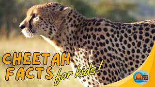 #animalfactsforkids Cheetah Facts for Kids