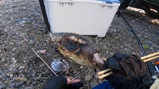 釣れたフナを河原で焼いて食べる！