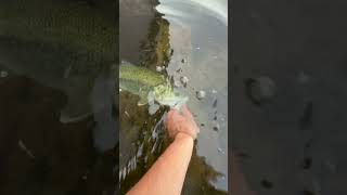 No more saltwater vids for a while, top water bass is the only fun freshwater thing to do…