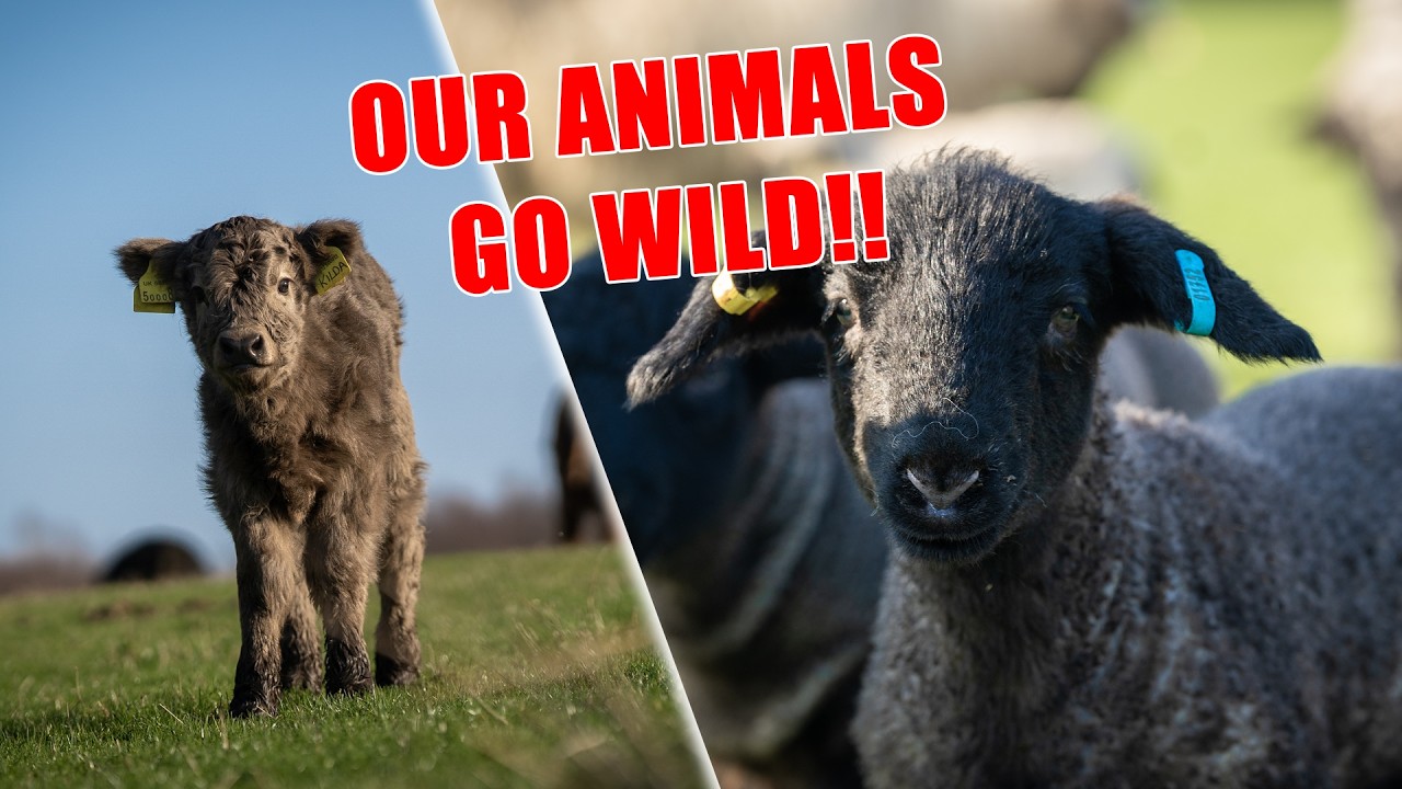 A Farmers Favourite Day? Combines And Chaos As Our Lambs And Calves Head Outside! 