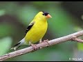 Suara Ocehan Burung GOLDFINCH Untuk Masteran Durasi Panjang