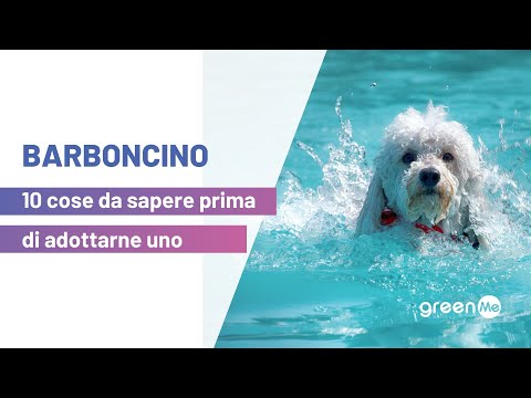 Video: Cosa mangiano i barboncini?