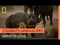 Violent affrontement entre un hippopotame et des lions