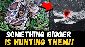 🚨 NIEUWS: Iets verplettert pythons in Florida...