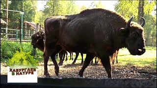 Возвращение зубра - Хабургаев в натуре Возвращение зубра - Хабургаев в натуре