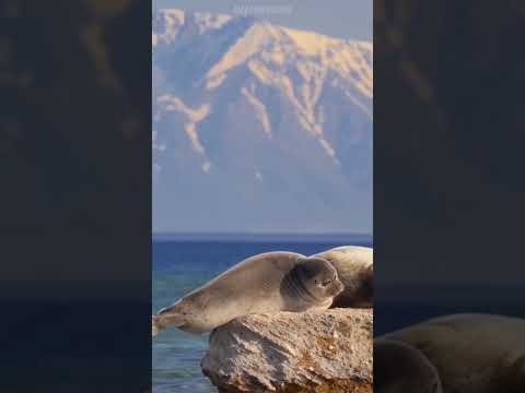 Vídeo: Foca del Caspi: descripció de l'animal