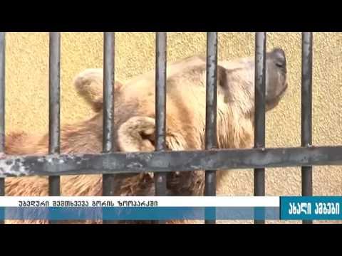 გორის ზოოპარკში დათვმა მამაკაცი დაასახიჩრა 24.08.2016