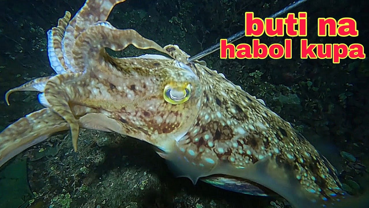 ep586 Dive2 malaking kulambutan nakatakas sa kasama ko