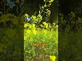 Best nature on the earth || nature ||