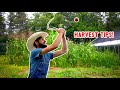 Don’t RUIN your harvest: Essential tips for 10 common garden crops
