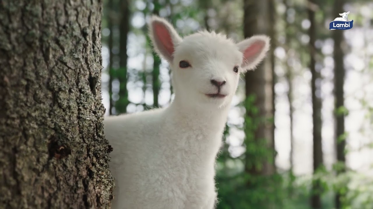 Lambi The Connection Digital 16x9 15s SWE Online