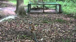 Le faisan vénéré cet oiseau exceptionnel