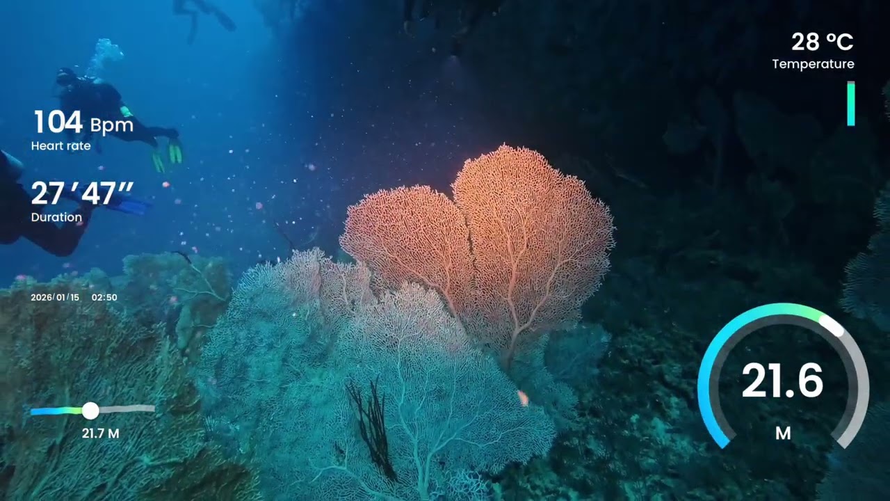 Dive 42 - Felicity Maldives Liveaboard - North Ari Atoll - Maalhos Thila (Spooky Octopus)