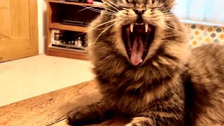 A cluster of cat me-yawns (Vol 3)
