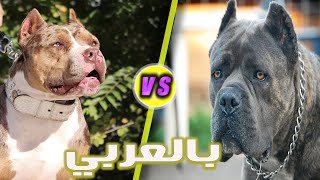 اشتري ده ولا ده  🤔 كلب الكين كورسو ولا البيتبول