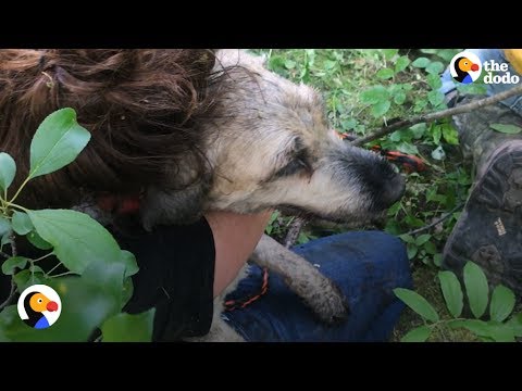 Video: Pet Scoop: Hund gemt fra 30 fods hul Just i tide redder klippen hvalpe fra vej