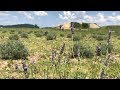 Us In The Lavender Is Where Grown