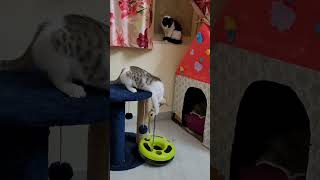 Kittu Lily and their friends cute compiled moments #kittuandlilysworld #cat #catvideos #kitten