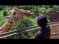 I made some really tall friends  giraffe centre in nairobi kenya