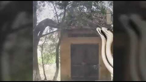 Cặp rắn thần vào chùa nghe tụng kinh gõ mõ