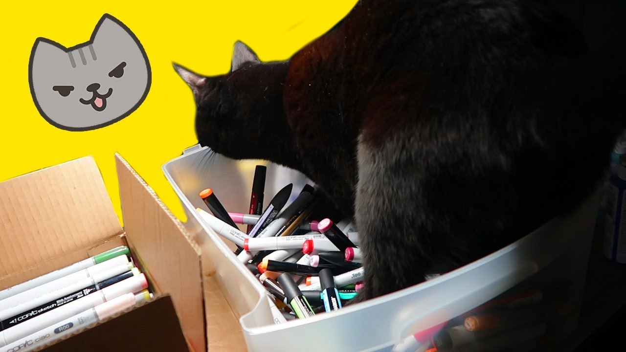 NEW LITTER BOX YouTube