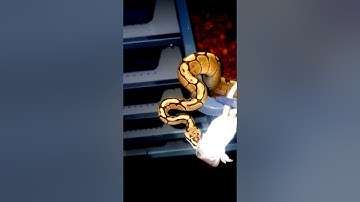 Spider Ball Pythons are an amazing Snake #python #snake #shorts