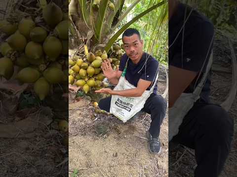Such a small tree has a lot of green coconuts | Amazing Fresh Fruits #coconut #fruit