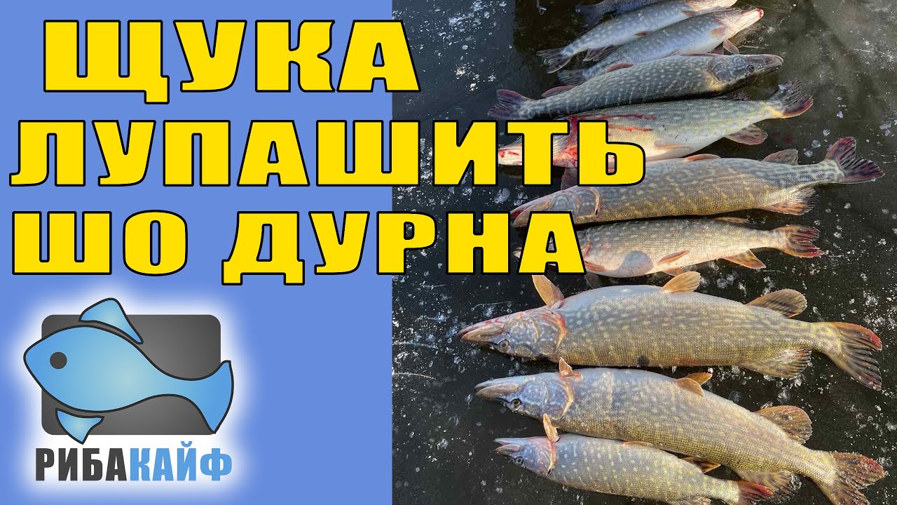 Жерлиці стріляють, жилка піщить, щука лупашить як треба