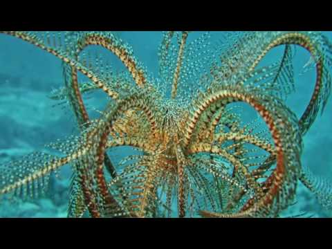 Video: Mysterieuze Gigantische Steengroeven Voor De Kust Van Antarctica - Alternatieve Mening