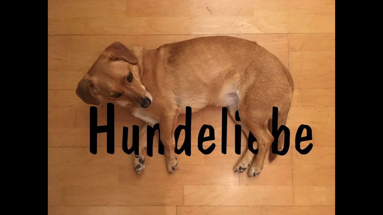 Hundeliebe - der Song | Comedylied | Leines MusicShow - YouTube