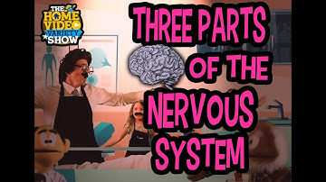 Cycle 3 Week 4 Science: Three Parts Of The Nervous System