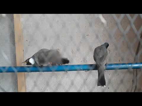 رقم٦ عنتر وسوفي يقضون اسبوع العسل داخل المحميه وسط فرحه البلابل ولاحفاد