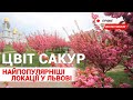 У Львові масово розквітли сакури. Як містяни насолоджуються деревами. НАЖИВО