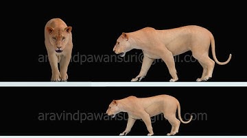 Lioness Walk Animation