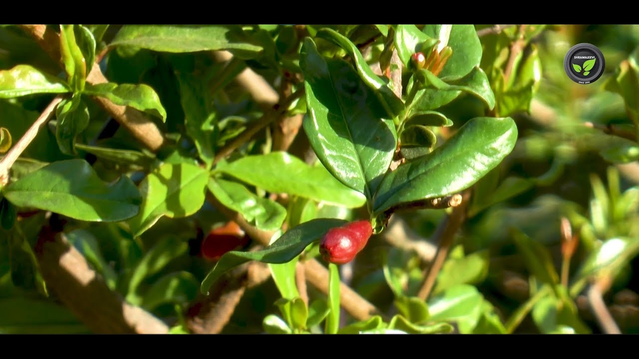 ಉತ್ತಮ ದಾಳಿಂಬೆ ಬೆಳೆಗೆ ಯಶಸ್ವಿ ರೈತರ ಕಿವಿ ಮಾತುಗಳು - ಪ್ರವೀಣ ಅಣ್ಣಾರಾವ್ ಮೇತ್ರಿ | A Pomegranate Farmer