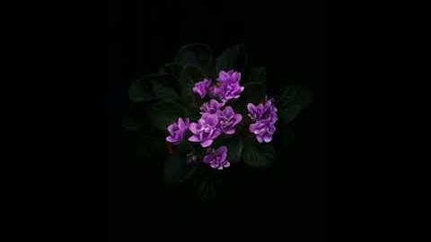 تلاوة جميلة ومؤثرة من سورة لقمان ، بصوت الشيخ توفيق الصائغ حفظه الله .