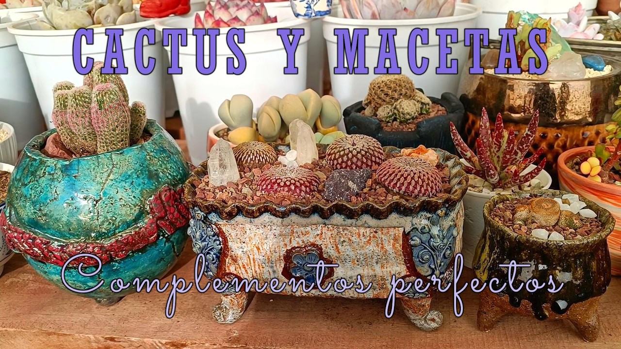 Los cactus también lucen espectaculares en macetas de autor #trasplante #cactus #arte