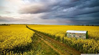 Martin Garrix Dua Lipa  Scared To Be Lonely brooks Extended Remix