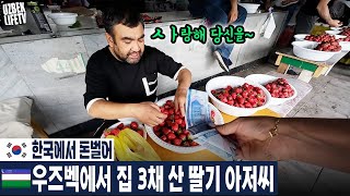 한국에서 돈벌어 우즈벡에서 한국딸기 파는 아저씨(오빠) (우즈베키스탄 국제커플)