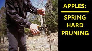 Hard Pruning Young Apple Trees